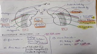 Kidney Anatomy Posterior Relation  TCML [upl. by Baron]