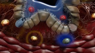 Immunology of the Lung [upl. by Thorner534]