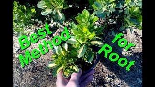 The best Method to Root Euonymus Goldbolwi [upl. by Cyprus]