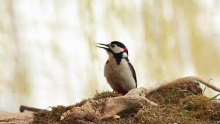 Great Spotted Woodpecker  sound call [upl. by Thomey]