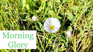 How to Kill Morning Glory  Bindweed in My Lawn [upl. by Atsirt]