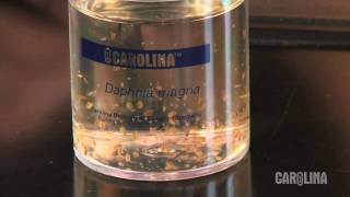 How to Care for Daphnia [upl. by Ahsinac359]