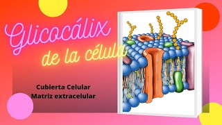 El Glicocálix [upl. by Marybelle]