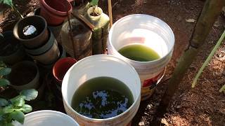 How to grow Green Water Algae [upl. by Ranilopa]