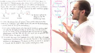 Overview of Lactate Formation and Recycling [upl. by Yrruc]