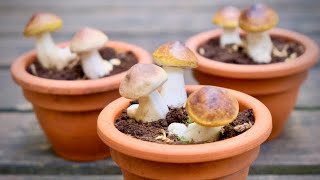 Growing Porcini Mushrooms From Spores Debunking The Myth [upl. by Avir777]