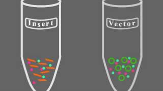 Key Steps of Molecular Cloning [upl. by Odarnoc549]