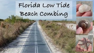 Florida Beach Combing at Low Tide A virtual beach walk to find shells crabs creatures and more [upl. by Lambrecht]