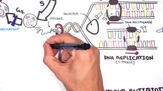 Pharmacology  Chemotherapy agents MOA Alkalating antimetabolites topoisomerase antimitotic [upl. by Burl]