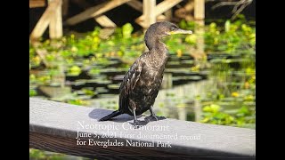 NEOTROPIC CORMORANT [upl. by Akcirahs]