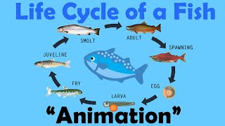 FISH LIFE CYCLE  Animation [upl. by Rik]