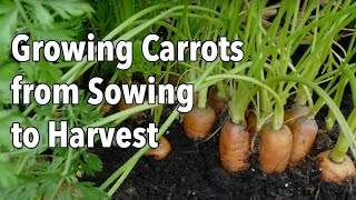 Growing Carrots from Sowing to Harvest [upl. by Pinter]