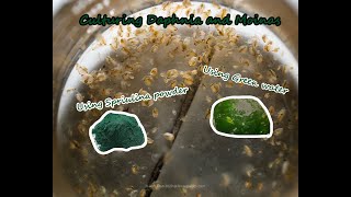 How To Culture Daphnia and Moinas using Green Water Spirulina powder [upl. by Igal]