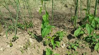 Controlling Bindweed in the garden [upl. by Atnoved]