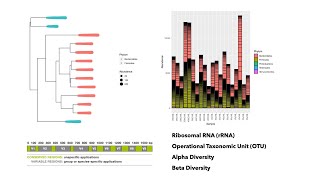 DADA2 and Phyloseq to analyze and visualize 16s rRNA Amplicon Metagenomic Sequencing Data [upl. by Asilaj266]