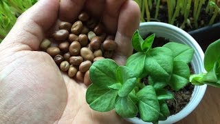 How to Grow Fava Bean Microgreens  Fava Bean Shoots [upl. by Nileuqcaj739]