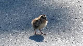 American Woodcock [upl. by Imtiaz]