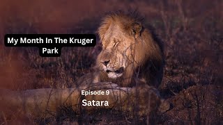 The Kruger National Park  Satara [upl. by Coveney53]