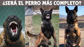 Cosas Que No Sabias De Los Perros Pastor Belga Malinois [upl. by Nancy872]