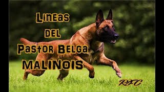 Lineas del Pastor Belga MALINOIS  JuanesRFCDogsTV [upl. by Ebsen266]