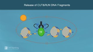 How CUTampRUN Profiles Chromatin  Cell Signaling Technology [upl. by Swithbert]