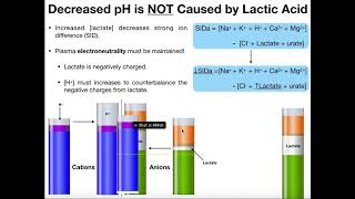 What is Lactate and Lactic Acid [upl. by Buchalter]