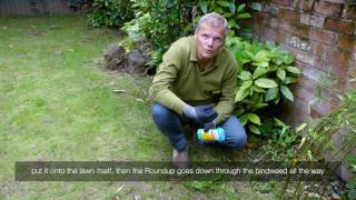 Bindweed In Lawn  Videos  Roundup Weedkiller [upl. by Lucey]