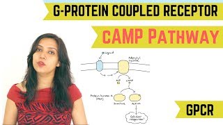 cAMP PATHWAY  GPROTEIN COUPLED RECEPTOR GPCR [upl. by Atinit867]