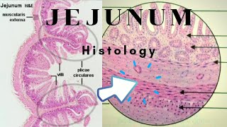 Histology of Jejunum [upl. by Anitap510]