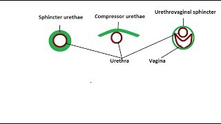 Urethral Harmony Understanding the Synergy Between Internal and External Sphincters [upl. by Hooper465]