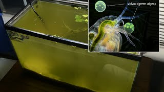 Raising Daphnia for the Freshwater Aquarium [upl. by Yerrok]