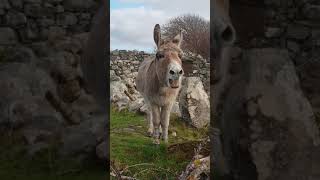 Harriet the Singing Donkey Serenades Passerby [upl. by Notyard]