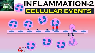 INFLAMMATION Part 2 Cellular Events Leukocyte Recruitment [upl. by Suivatnad48]