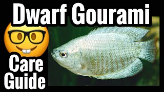 Dwarf Gourami Fish Care [upl. by Ttocs777]