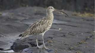 BTO Bird ID  Curlew and Whimbrel [upl. by Lerraf817]