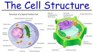 Biology  Intro to Cell Structure  Quick Review [upl. by Enailuj]