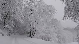 Relaxing Snowfall 2 Hours  Sound of Light Wind Breeze and Falling Snow in Forest Part 2 [upl. by Enenstein]