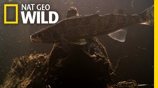 Fishing With Alligator Snappers  Wild Mississippi [upl. by Senoj300]