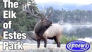 Elk of Estes 2016 [upl. by Lynne]