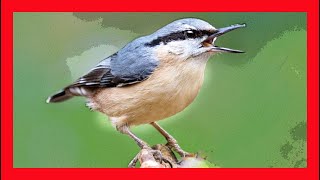 Eurasian Nuthatch Song Eurasian Nuthatch Call Sound Chirp Trepador Azul Canto  Sitta Europaea [upl. by Ahtennek]