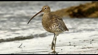 Birds of Ireland The Curlew amp its haunting song [upl. by Llerred]