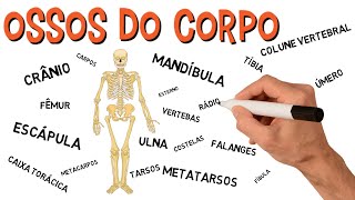 ✅ OSSOS DO CORPO  ESQUELETO HUMANO [upl. by Kachine788]