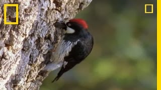 Woodpeckers vs the World  National Geographic [upl. by Olyhs]