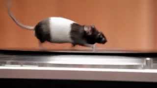 Rodents on Turntables [upl. by Susette]