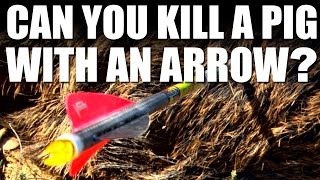 Can you kill a pig with an arrow [upl. by Lamb]