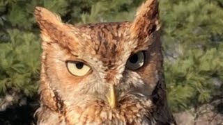 Meet the Raptors Screech Owl [upl. by Aryc]