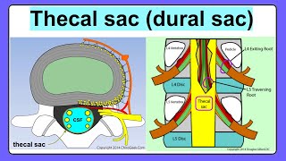 thecal sac [upl. by Tehr960]