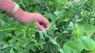 This Week in the Garden  Weed Identification [upl. by Christos]