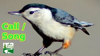 White breasted nuthatch call  song  sound  Bird [upl. by O'Meara631]