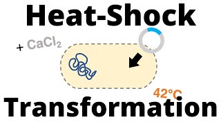 HeatShock Transformation Protocol for Bacteria [upl. by Araeit]